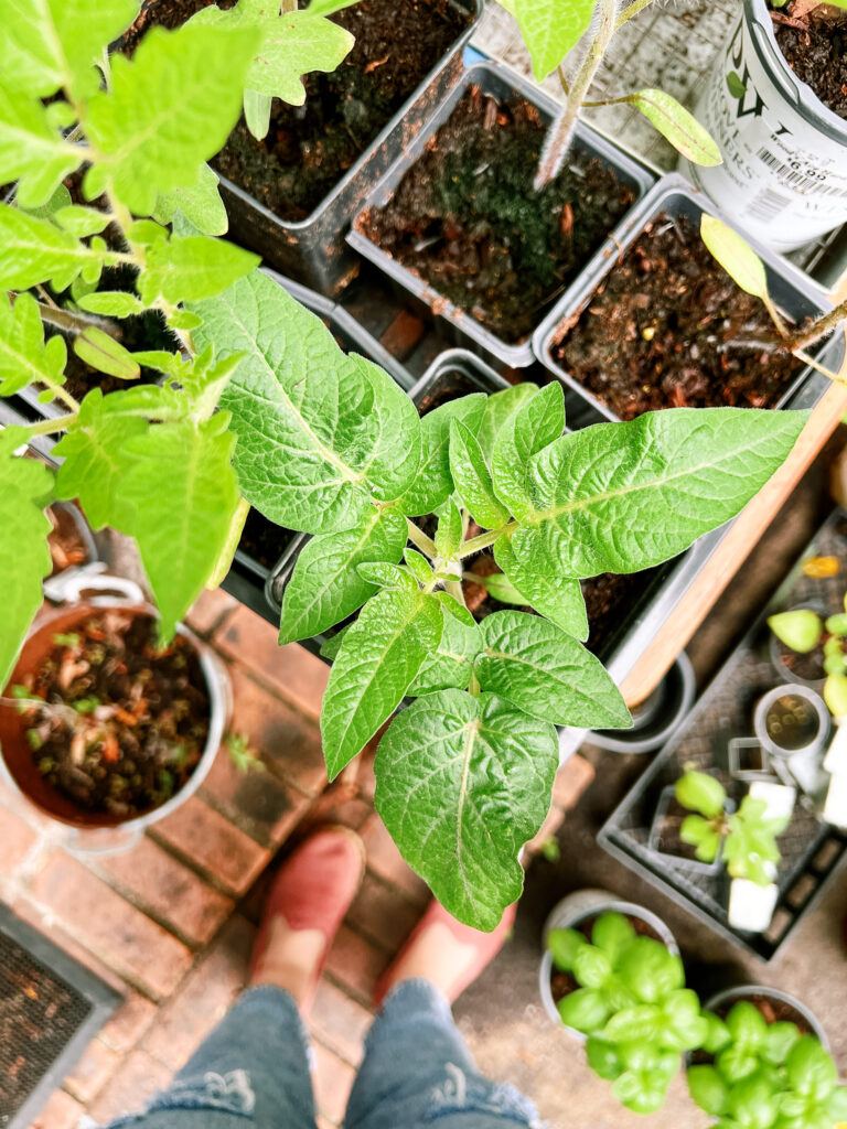 The 9 Best Vegetables to Grow With Kids