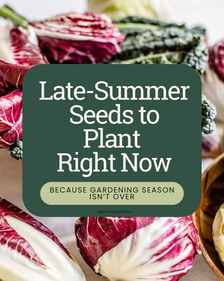 Plant These Late-Summer Seeds for a Fall Harvest